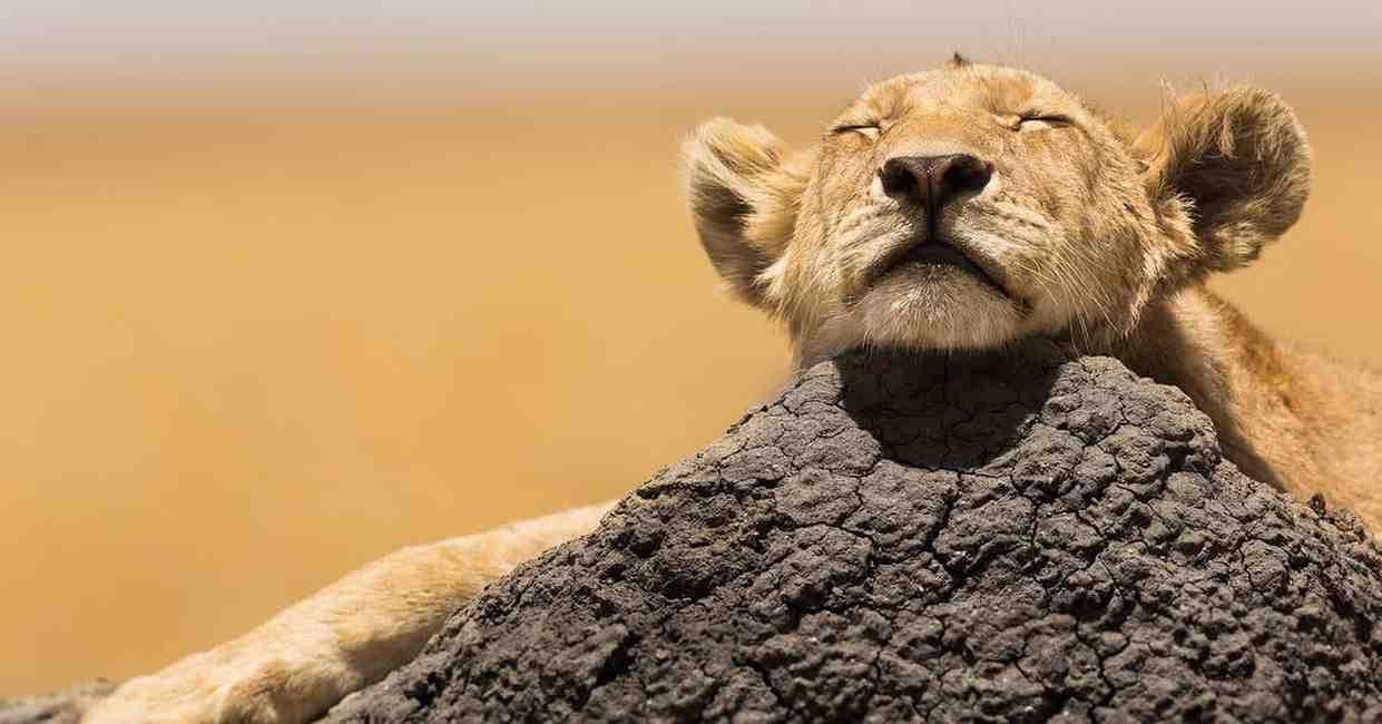 Wildlife Protection