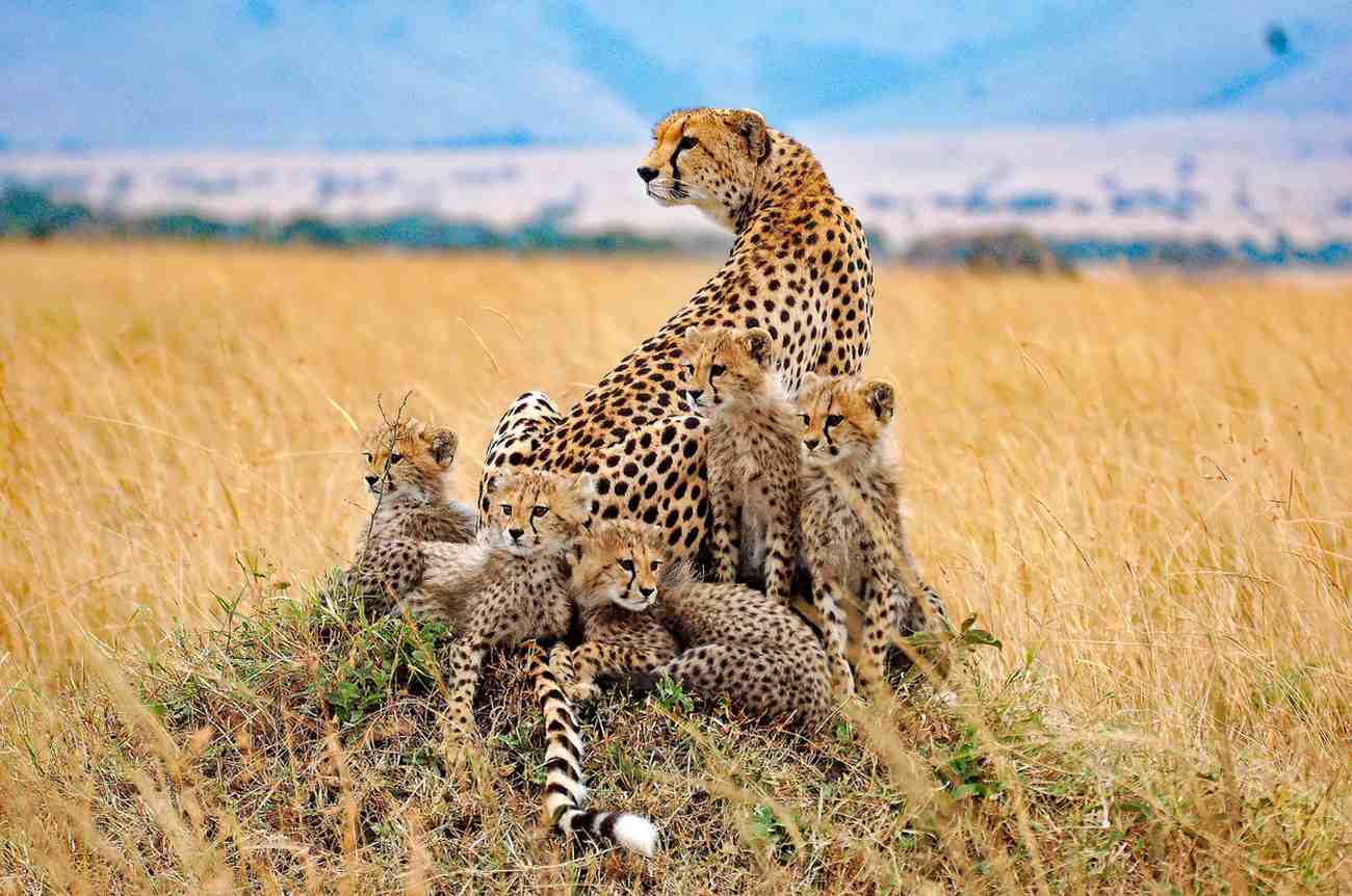 Lions in Kenya