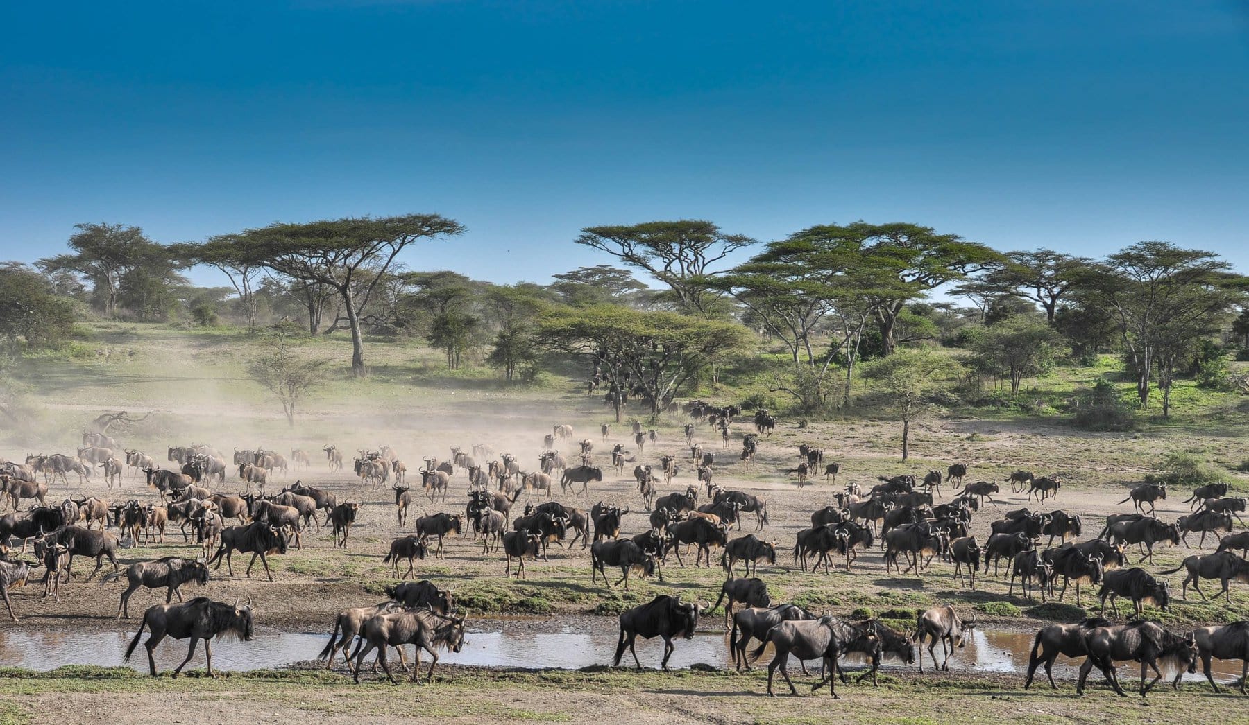 Wildebeest migration crossing the Mara River in Serengeti during the Great Migration