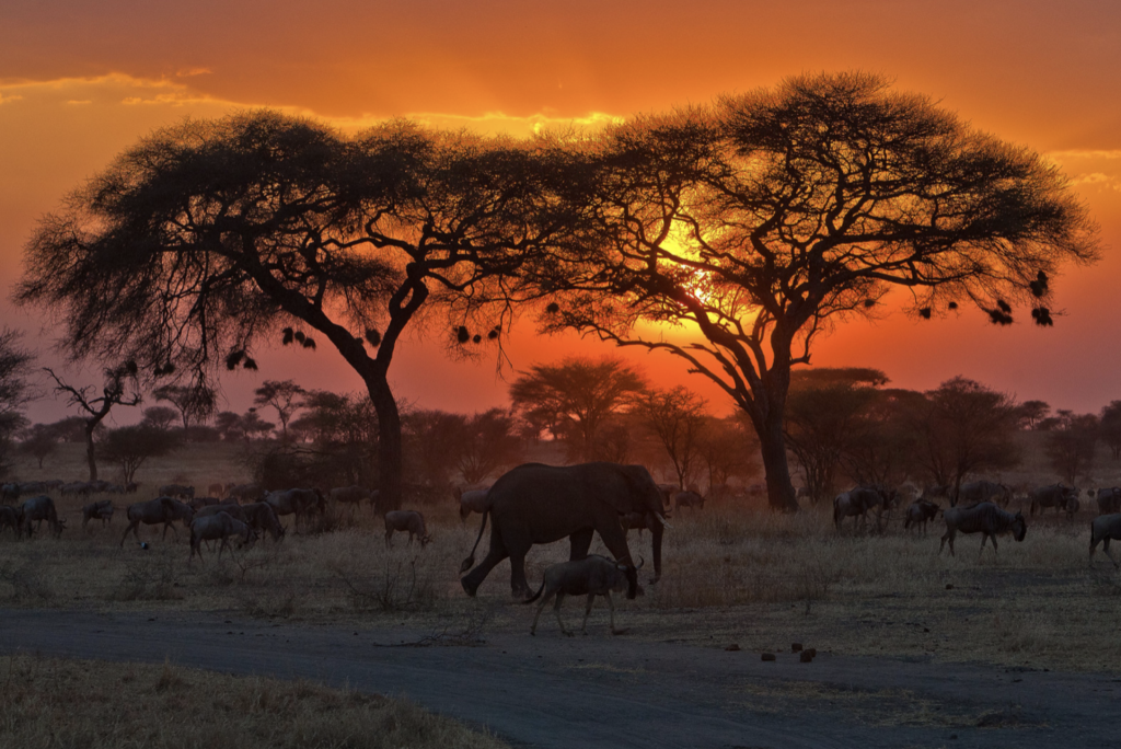 Elephant and wildebeest herd walking across the savannah at golden sunset in Tanzania.