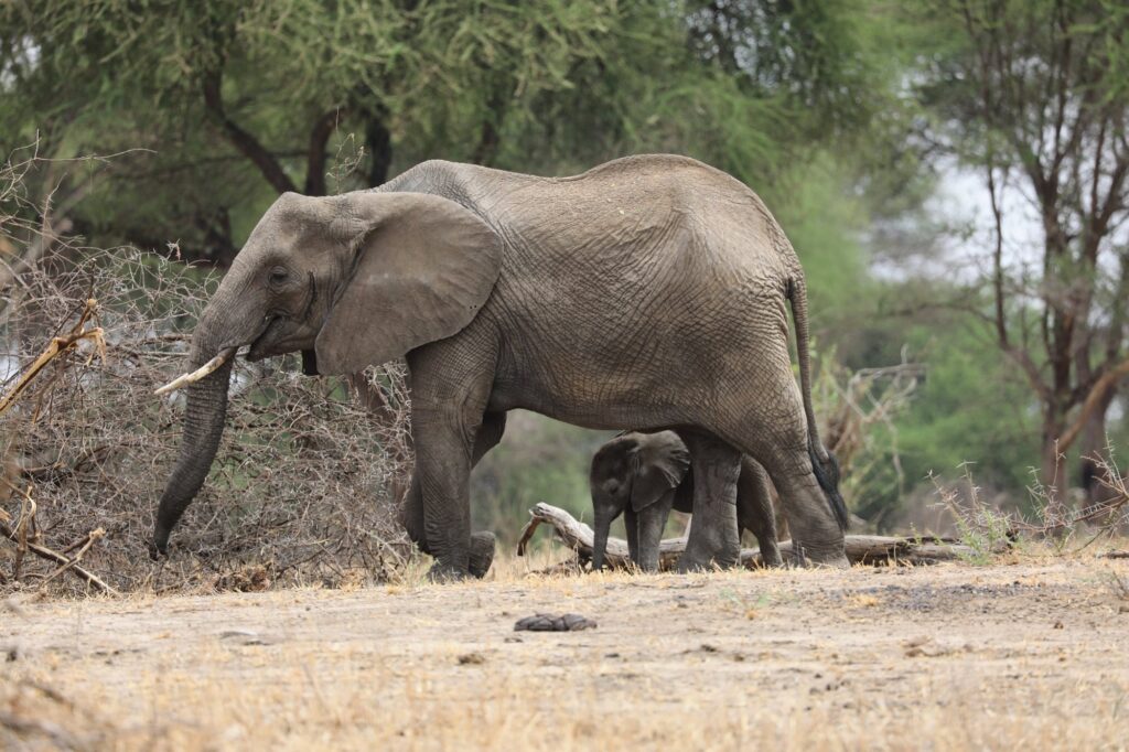 Mother elephant walking with her calf through the savannah of Tarangire National Park, Tanzania