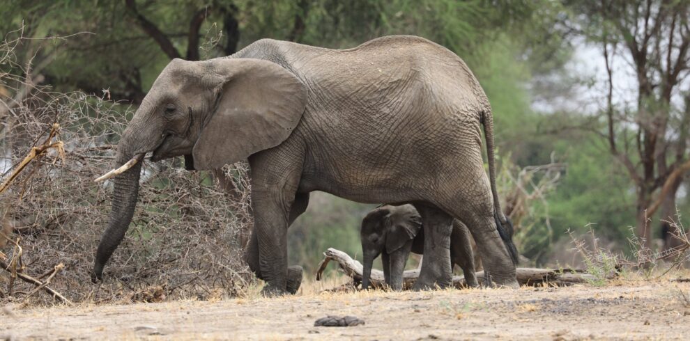 Mother elephant walking with her calf through the savannah of Tarangire National Park, Tanzania