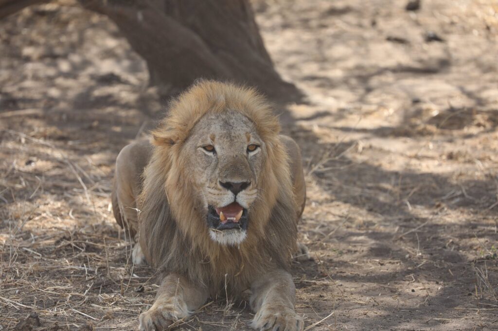 Male lion sitting in the National Park during a 5-day Tanzania safari to Tarangire, Lake Manyara and Ngorongoro