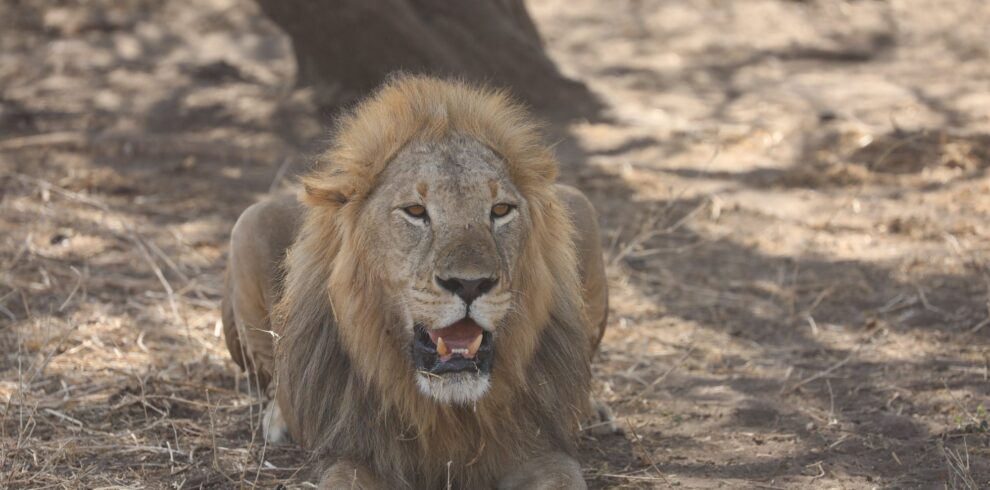 Male lion sitting in the National Park during a 5-day Tanzania safari to Tarangire, Lake Manyara and Ngorongoro