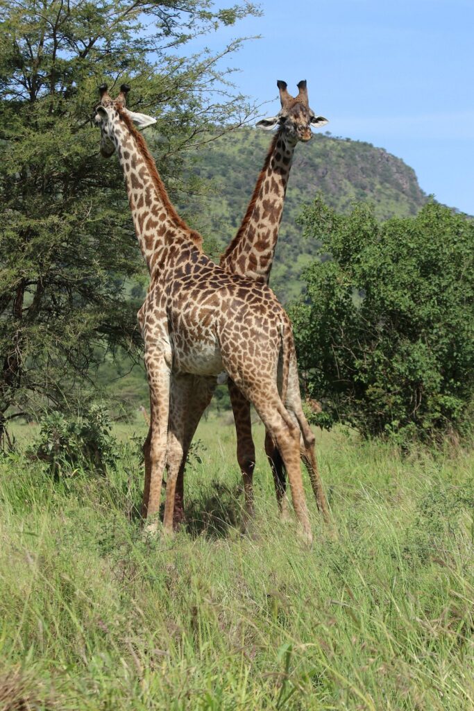 Two standing giraffes in the Serengeti savannah turning their heads backward toward each other, symbolizing alertness and social behavior in wild Tanzania.