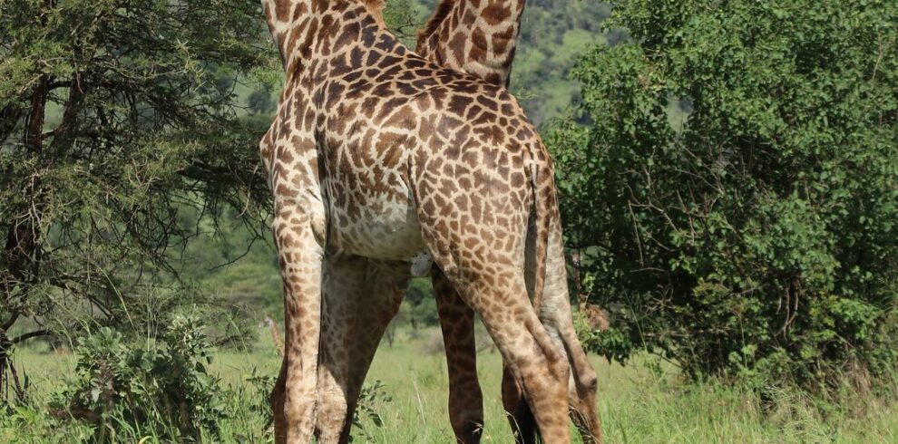 Two standing giraffes in the Serengeti savannah turning their heads backward toward each other, symbolizing alertness and social behavior in wild Tanzania.