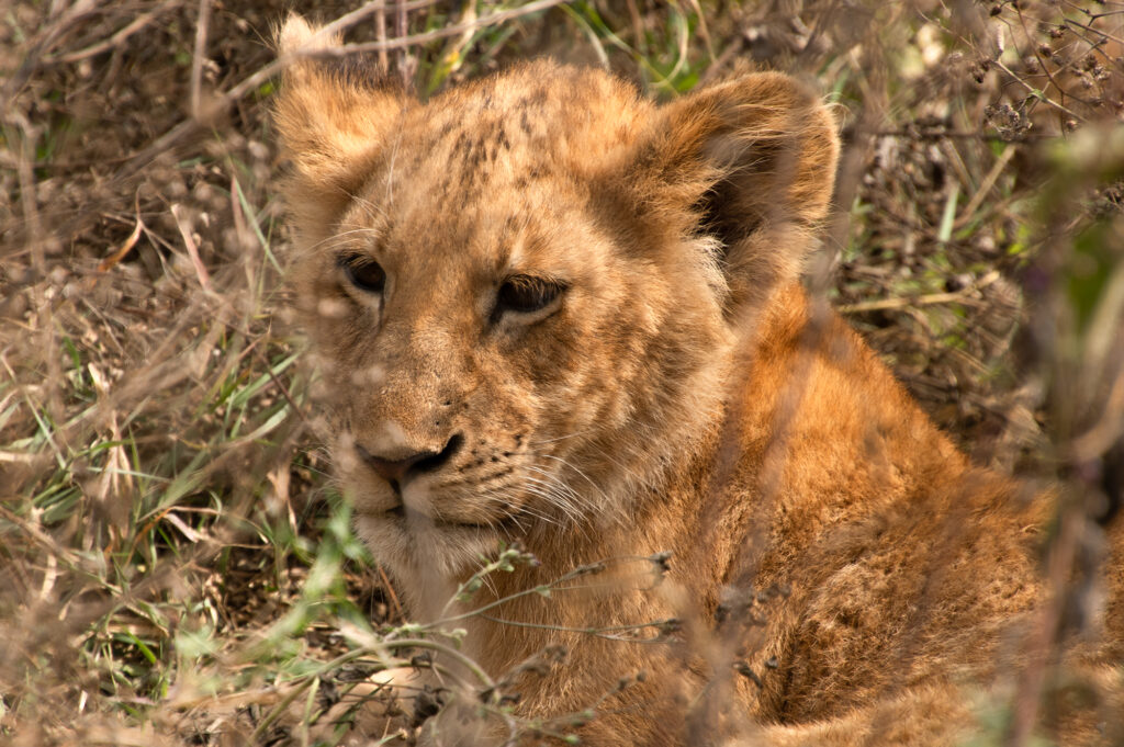 Half-body portrait of a male lion resting in the Ngorongoro Conservation Area, Tanzania