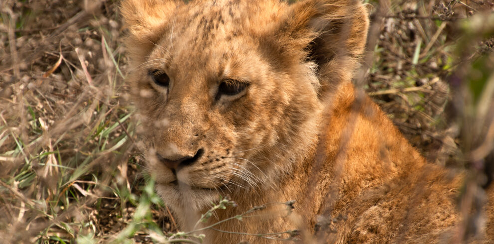 Half-body portrait of a male lion resting in the Ngorongoro Conservation Area, Tanzania