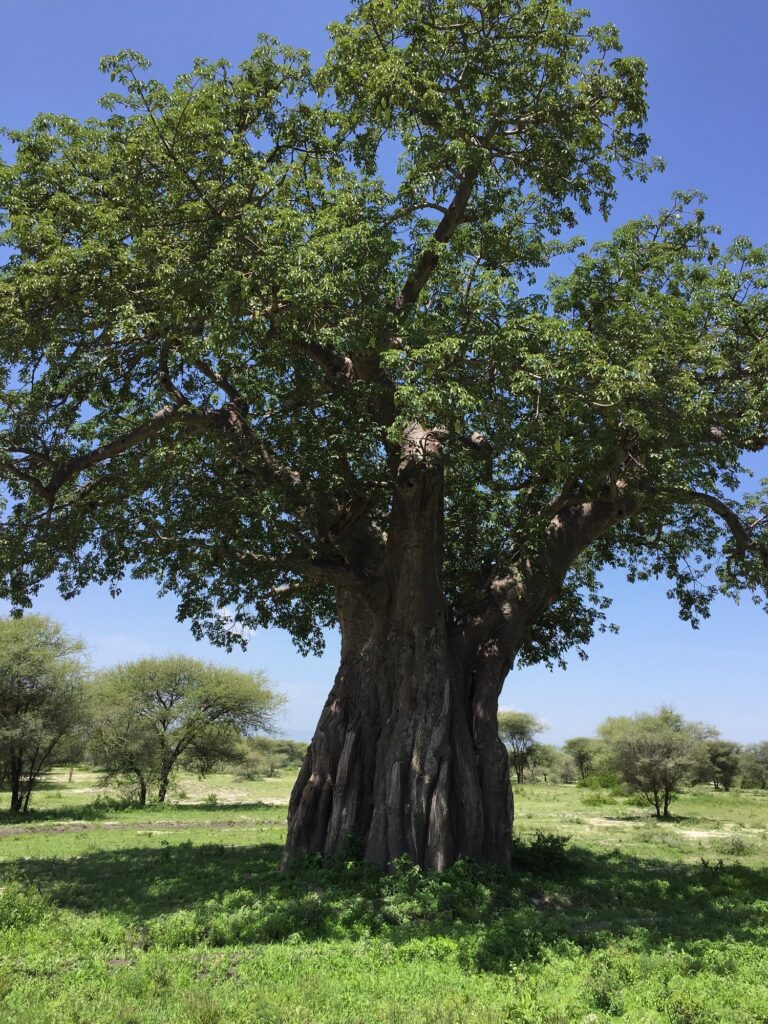 Ancient baobab tree standing tall in Tarangire National Park, Tanzania, against a bright African sky