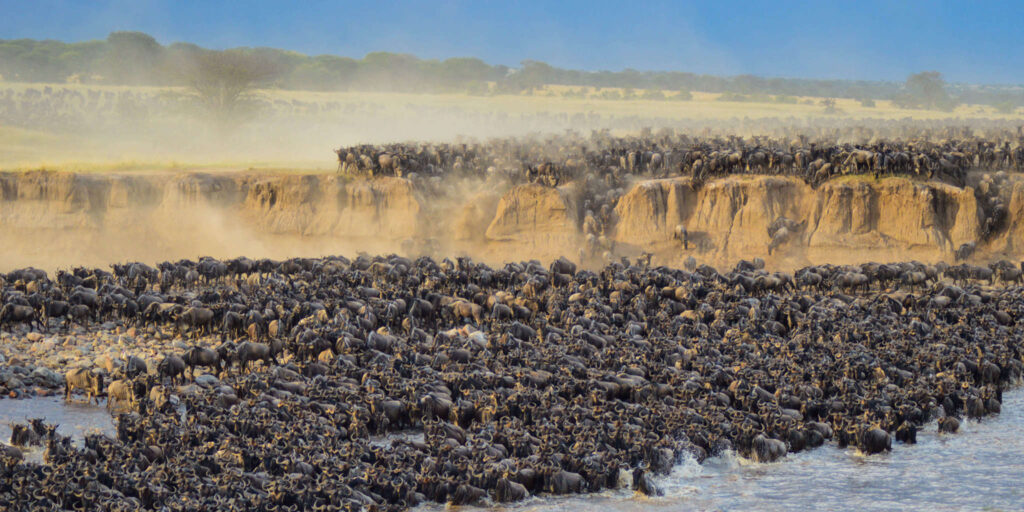 Wildebeest crossing the plains during the Great Migration in Tanzania.