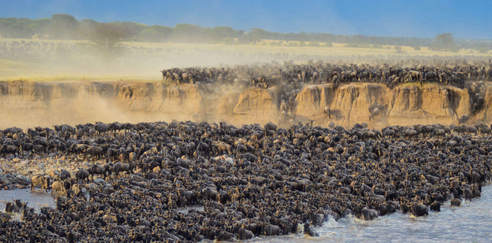 Wildebeest crossing the plains during the Great Migration in Tanzania.