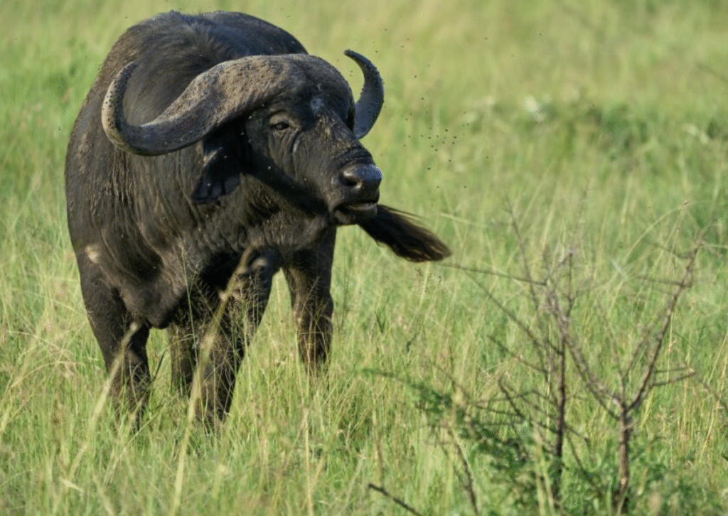 Wild animal standing alert in the savanna, watching cautiously to avoid nearby lions.