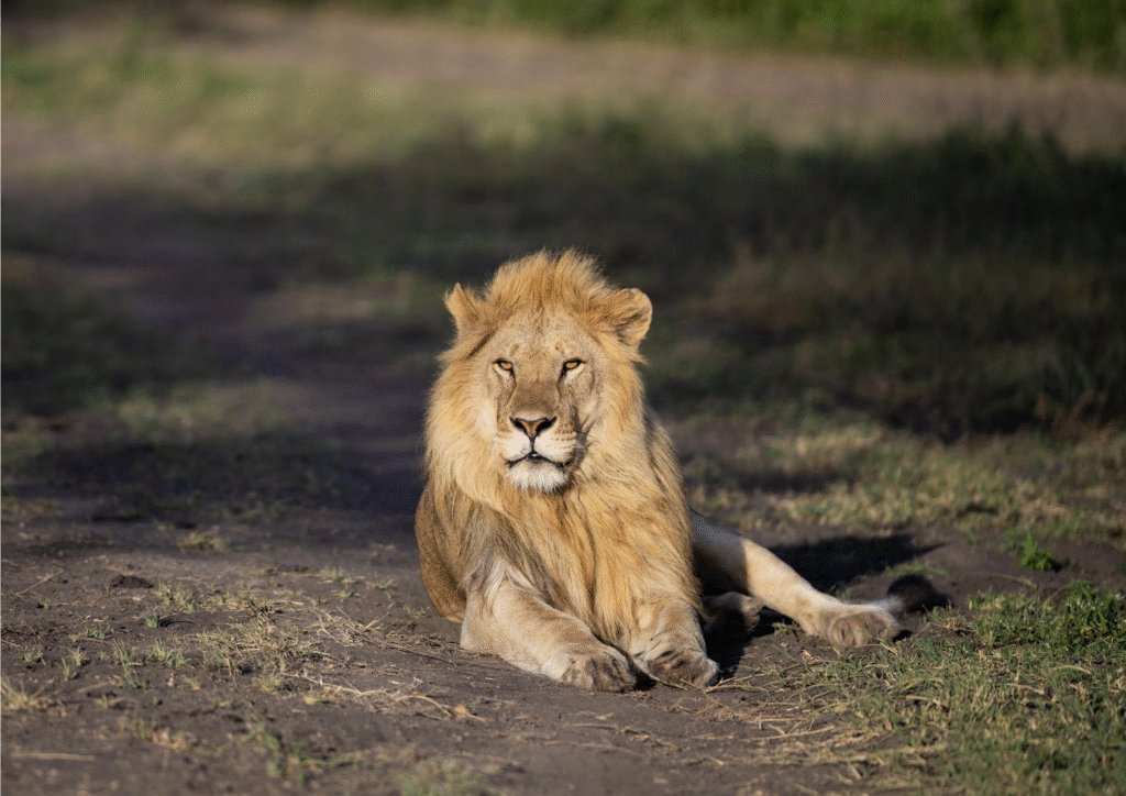 Male lion lying down on the grassy plains of the Serengeti, Tanzania