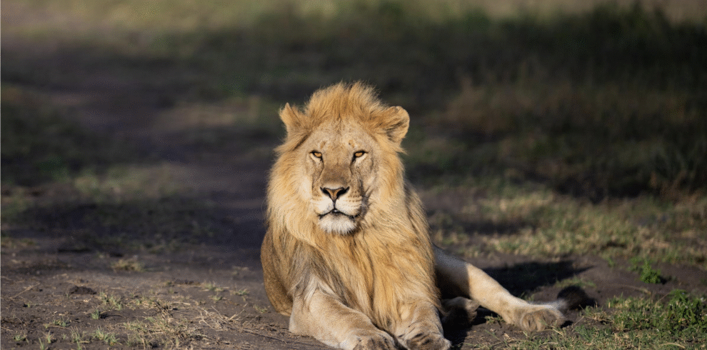 Male lion lying down on the grassy plains of the Serengeti, Tanzania