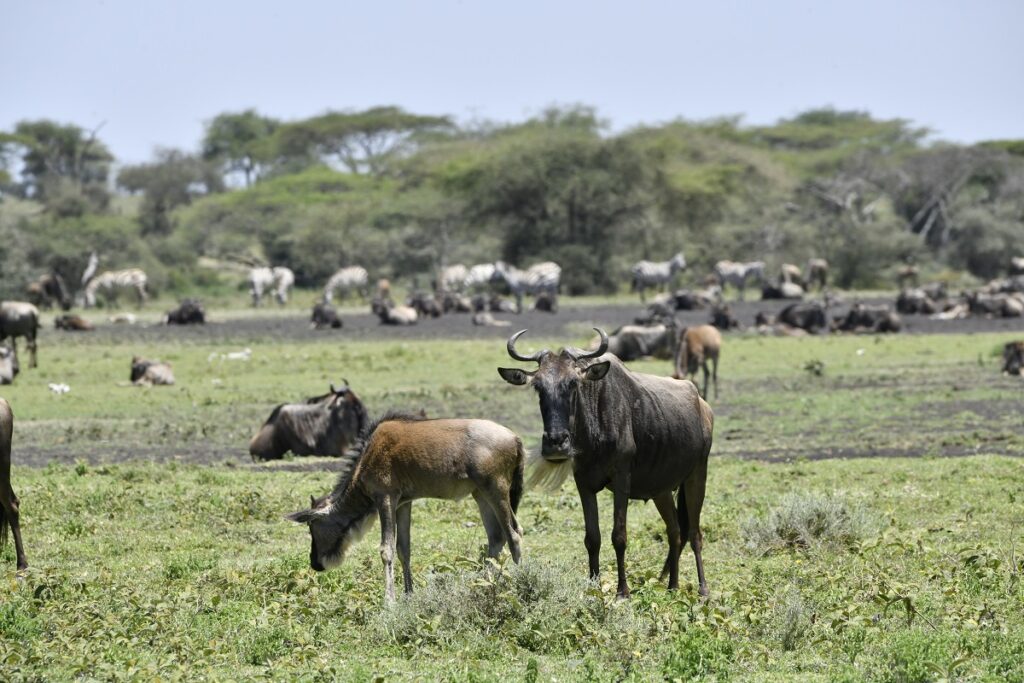 Wildebeest herd grazing in Ndutu plains during calving season, Tanzania