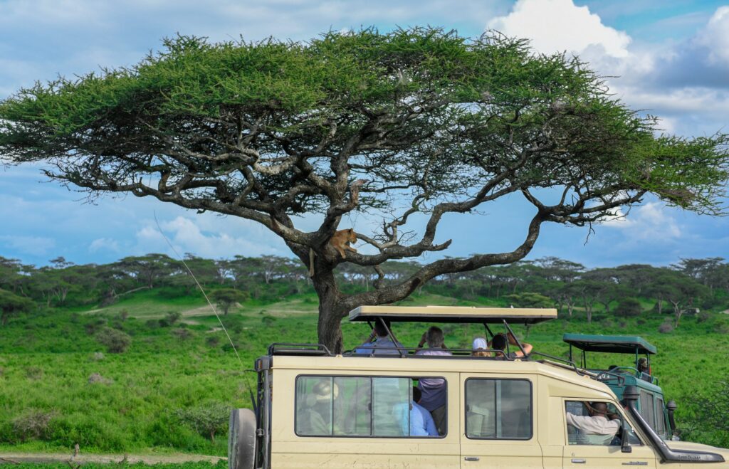 4x4 safari jeep with tourists watching a Lion perched on a tree in Serengeti, Tanzania.