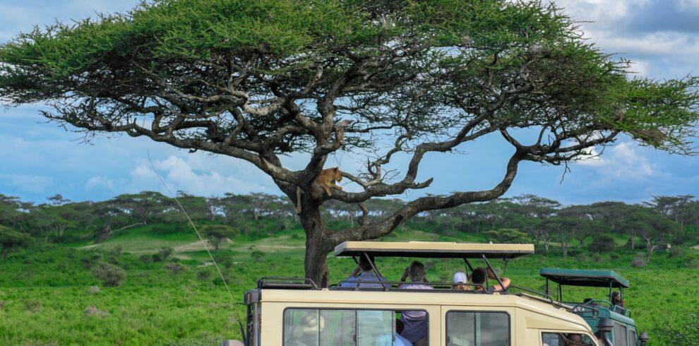 4x4 safari jeep with tourists watching a Lion perched on a tree in Serengeti, Tanzania.