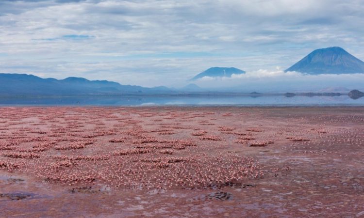 10-day Tanzania safari covering Tarangire, Lake Natron, Serengeti, Ngorongoro, Lake Eyasi, and Lake Manyara.