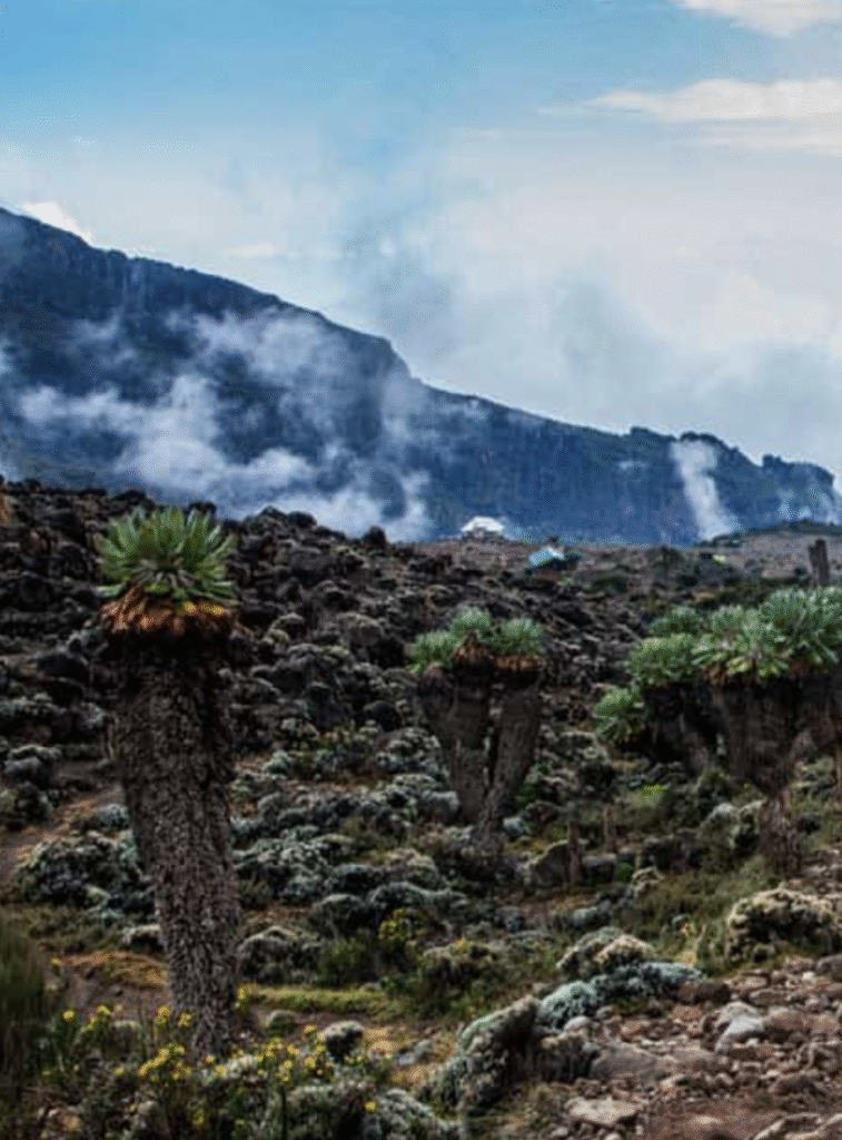 trekking Mount Kilimanjaro via the scenic Lemosho Route, Tanzania