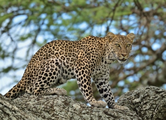 Leopard perched high on a tree in Serengeti, eyes sharply focused on the savanna below.