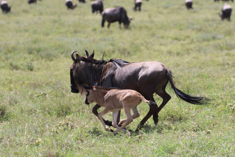 serengeti-wildebeest-calving-Ibhanilfa Safaris