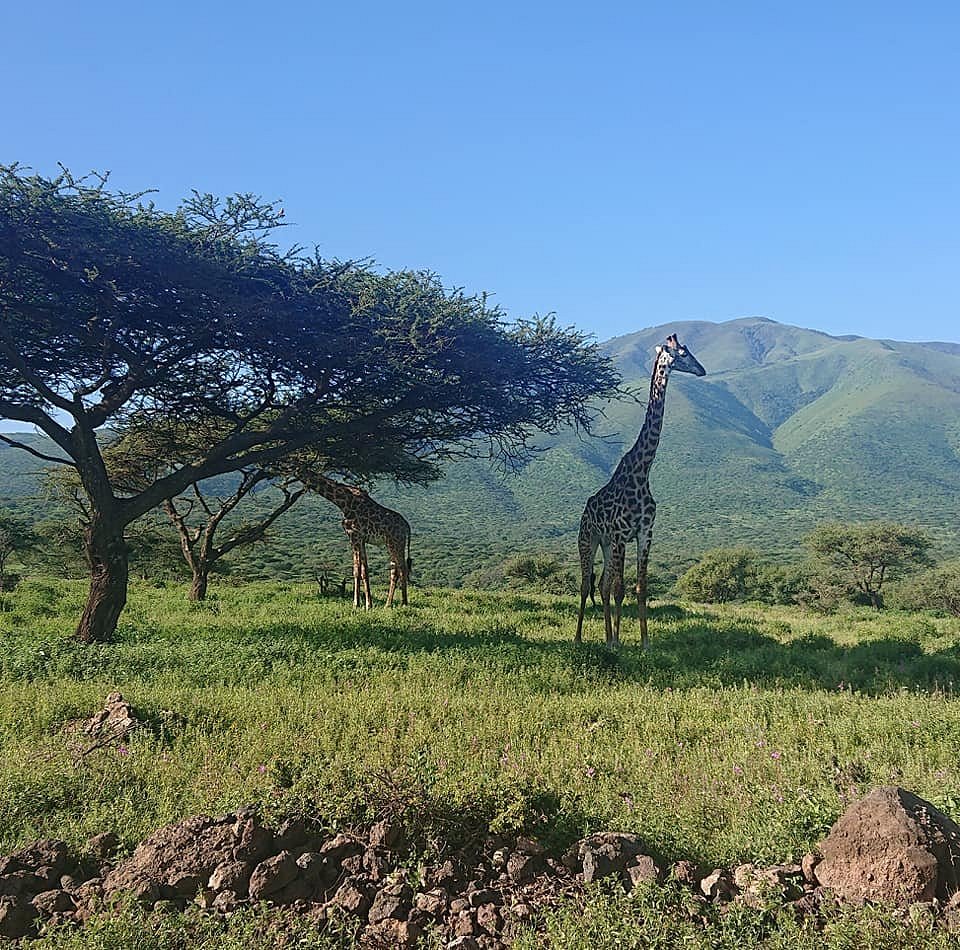 nyati-Safari-Tanzania