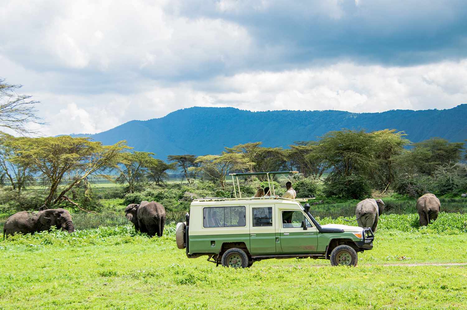 Elephants beside a safari vehicle in Tanzania