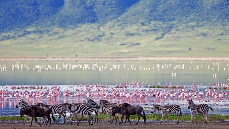 Ngorongoro Crater with flamingos