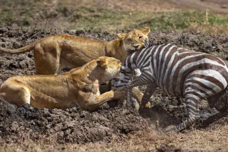 Lions hunting a zebra in the Serengeti