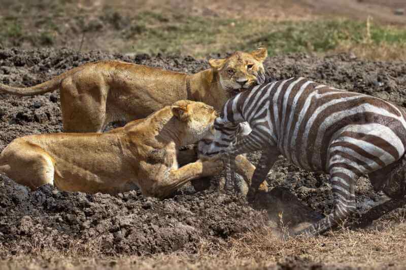 Lions hunting a zebra in the Serengeti