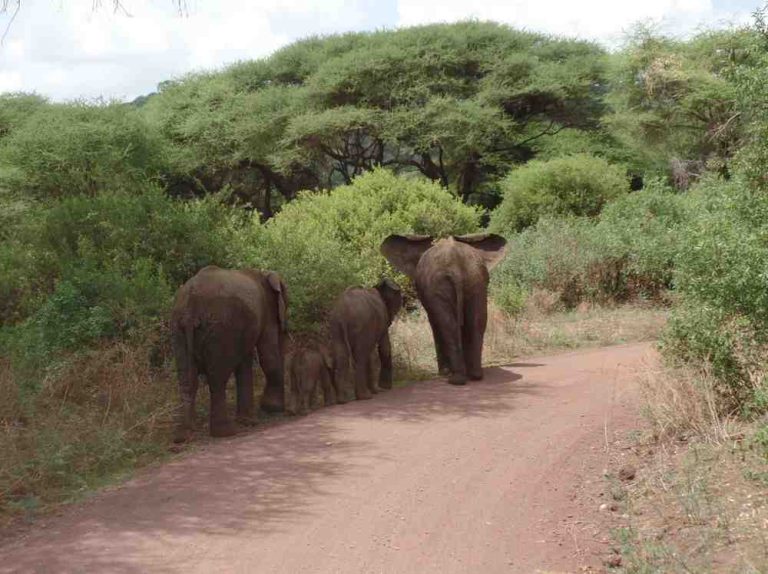 Elephant family walking through a Tanzania park