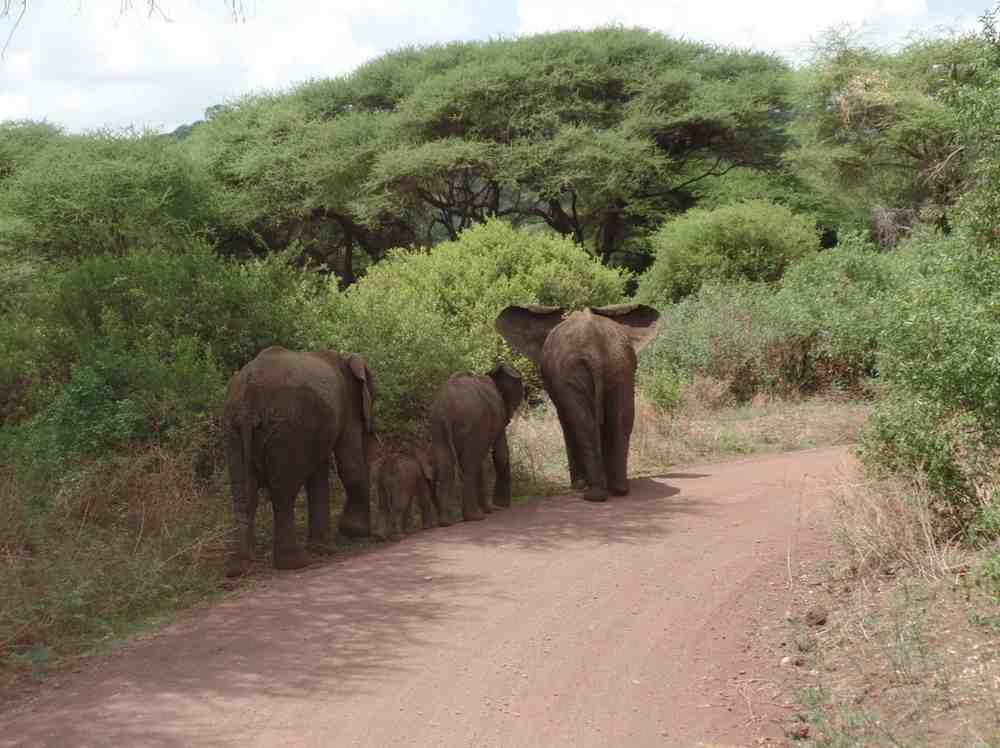 Elephant family walking through a Tanzania park