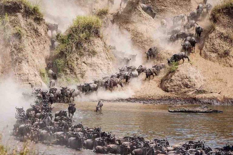 Wildebeest migration near a river crossing