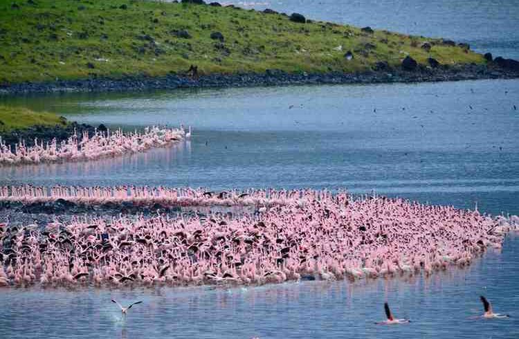 Pink flamingos feeding along the shallow lakes of Arusha National Park in northern Tanzania