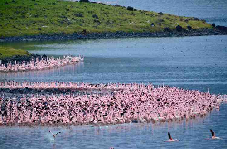 Pink flamingos feeding along the shallow lakes of Arusha National Park in northern Tanzania
