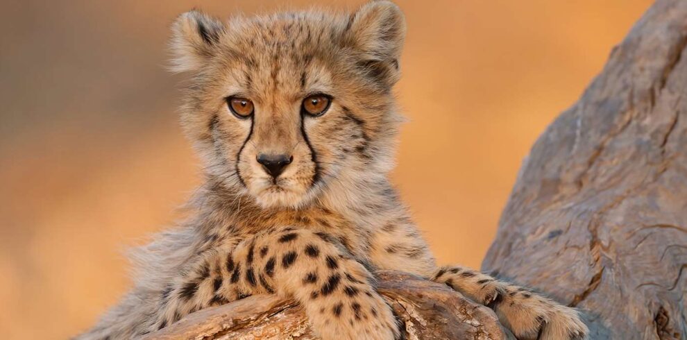 Best of South Africa safari exploring Kruger National Park, Cape Town, and scenic landscapes with wildlife and natural wonders