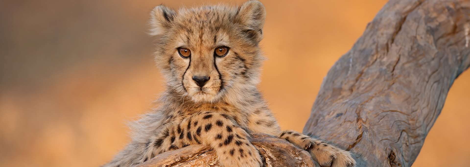 Best of South Africa safari exploring Kruger National Park, Cape Town, and scenic landscapes with wildlife and natural wonders