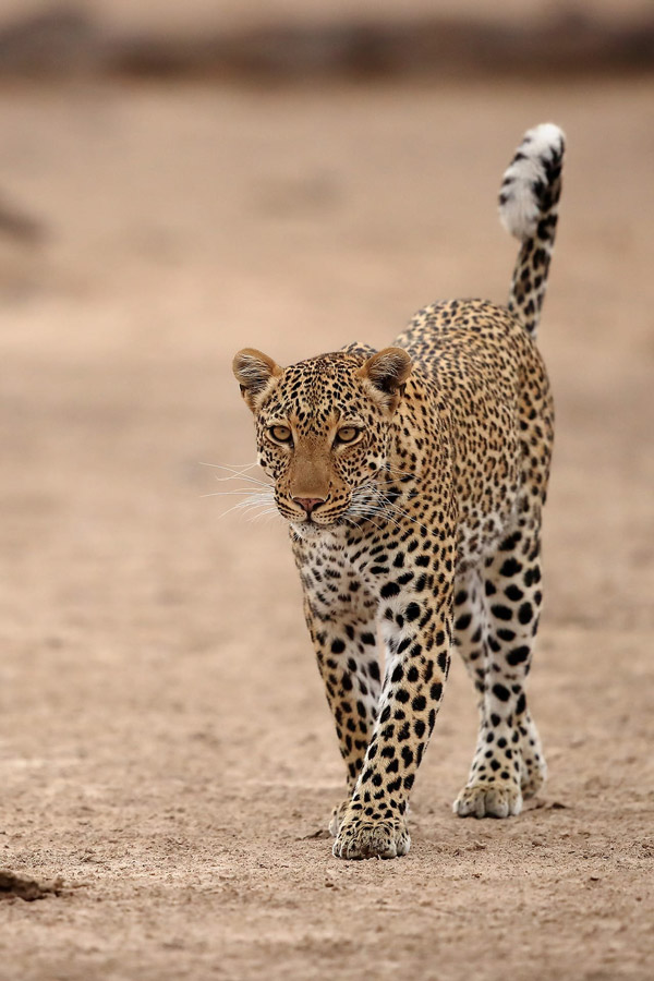 Best of Zambia safari exploring South Luangwa National Park and Zambezi River wilderness with wildlife and authentic safari experiences