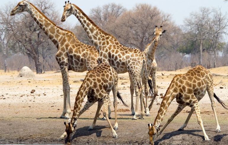Best of Zimbabwe safari exploring Mana Pools, Hwange National Park, and scenic wilderness landscapes with African wildlife