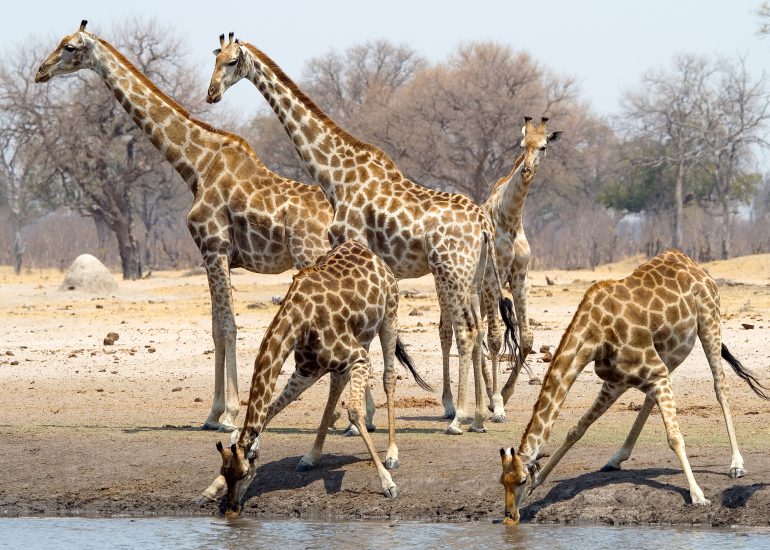 Best of Zimbabwe safari exploring Mana Pools, Hwange National Park, and scenic wilderness landscapes with African wildlife