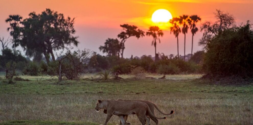 Botswana safari exploring Chobe, Okavango Delta, Moremi Game Reserve, and Makgadikgadi landscapes with wildlife and wilderness experiences