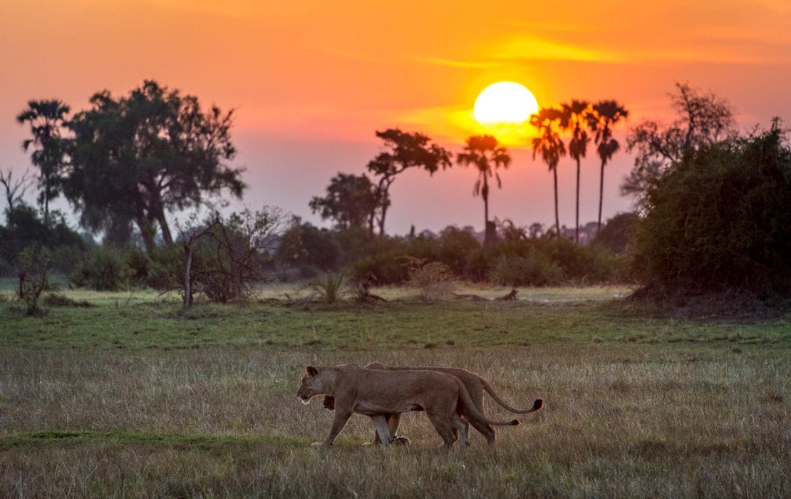 Botswana safari exploring Chobe, Okavango Delta, Moremi Game Reserve, and Makgadikgadi landscapes with wildlife and wilderness experiences
