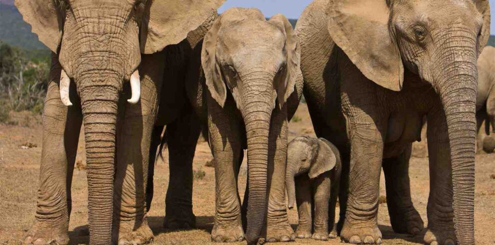 Cape Town Garden Route and Addo Elephant safari experience featuring coastal landscapes, elephants, and South Africa wildlife encounters