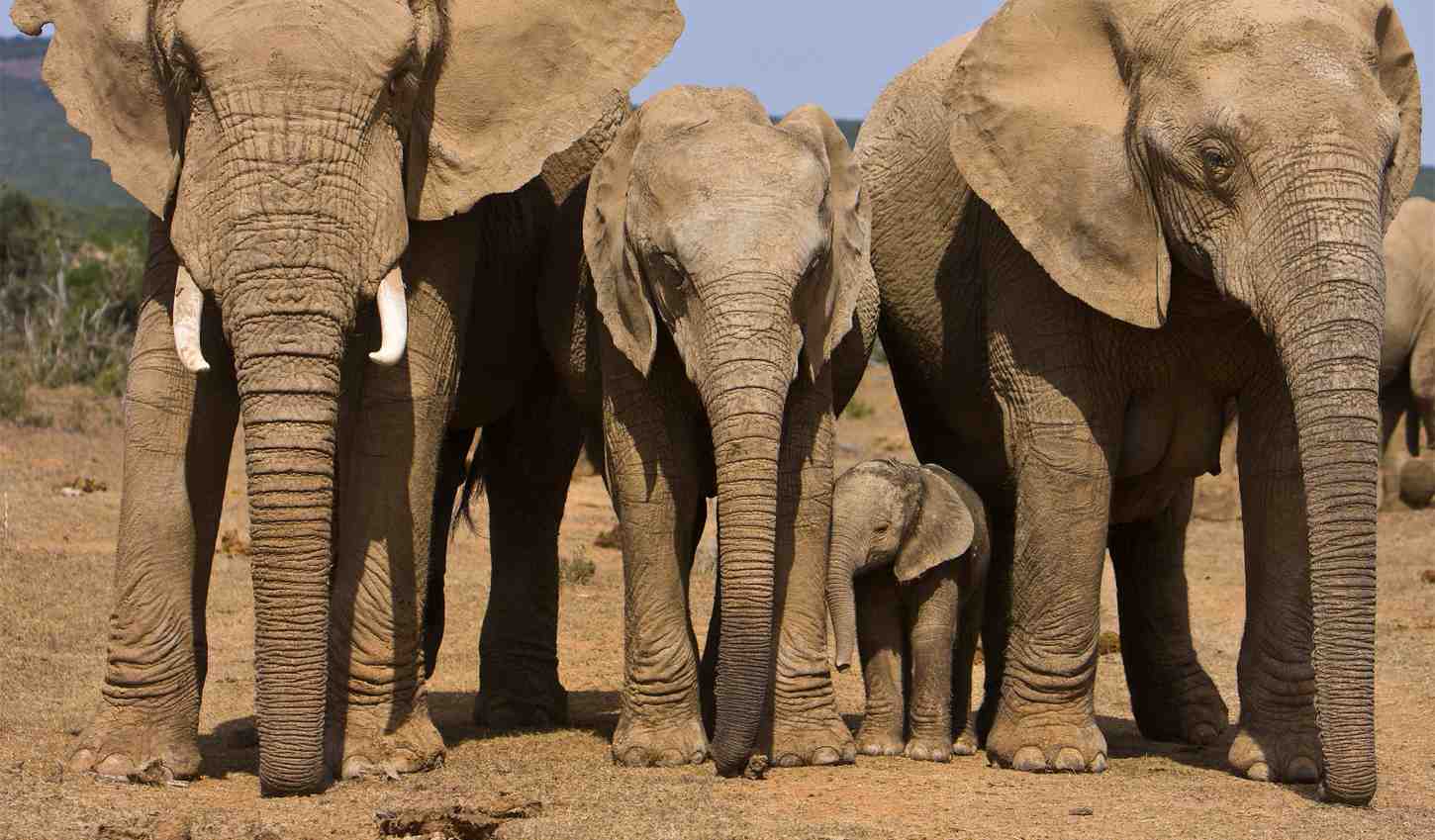 Cape Town Garden Route and Addo Elephant safari experience featuring coastal landscapes, elephants, and South Africa wildlife encounters