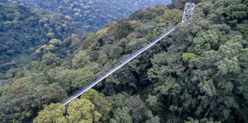 Discover Rwanda safari featuring mountain gorilla trekking, cultural experiences, scenic landscapes, volcanic mountains, and authentic wildlife adventures