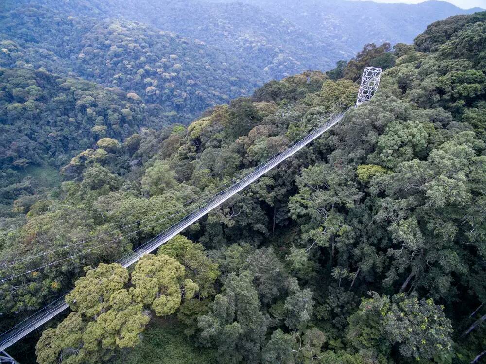 Discover Rwanda safari featuring mountain gorilla trekking, cultural experiences, scenic landscapes, volcanic mountains, and authentic wildlife adventures