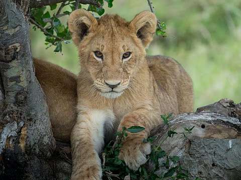 Explore Kenya safari featuring diverse national parks, African wildlife encounters, cultural experiences, scenic landscapes, and authentic travel adventures