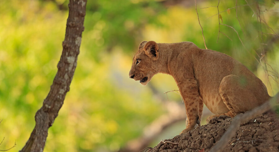 Explore Zambia safari featuring wildlife, rivers, and untouched landscapes across national parks with authentic African wilderness experiences