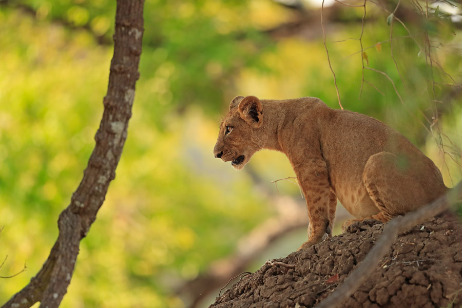 Explore Zambia safari featuring wildlife, rivers, and untouched landscapes across national parks with authentic African wilderness experiences