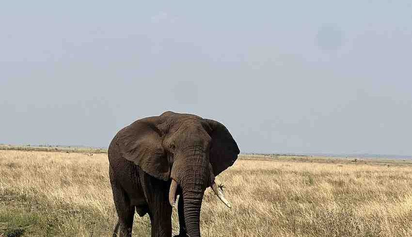 Large African elephant during a Fly-In Serengeti Safari Package with Big Five game drives across Tanzania’s endless plains